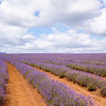 Bridestowe Lavender Estate - lavender field - Farms Near Me - Nabowla, TAS