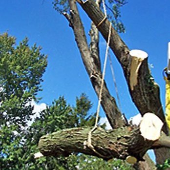 Shock Brothers Tree Care - Tree Services Near Me - Warren, Michigan Shock Brothers Tree Care - Tree Services Near Me - Warren, Michigan
