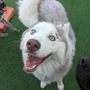 Photo of Karma Dog Training