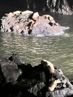 Sea Lion Caves by null