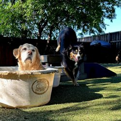 Bark! The Boutique Hotel for Dogs - Daisy and Derby love the play equipment and wading pools in the shaded play yard.