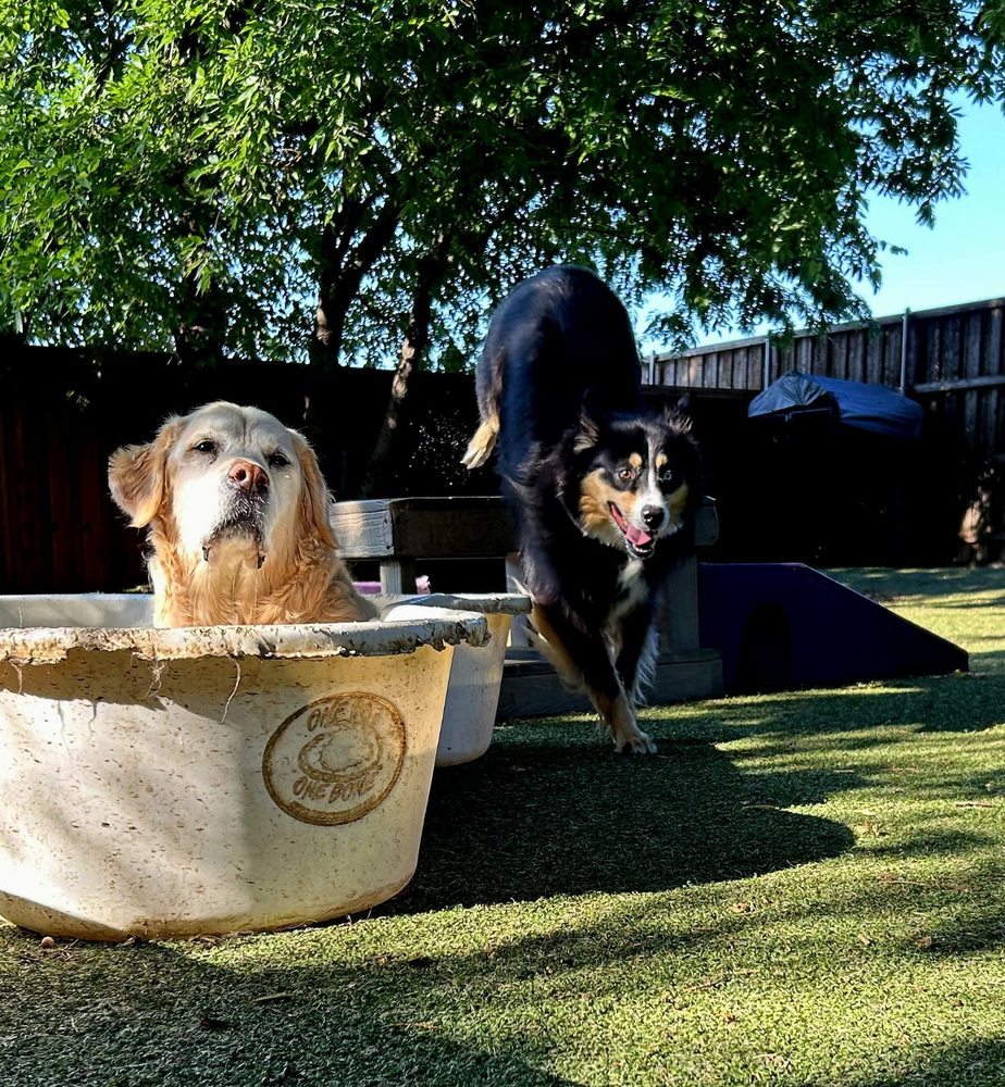 Bark! The Boutique Hotel for Dogs - pet boarding facility in Mckinney, TX