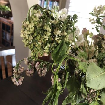 Native Poppy - Dead lilacs by Wednesday - Florists Near Me - San Diego, California