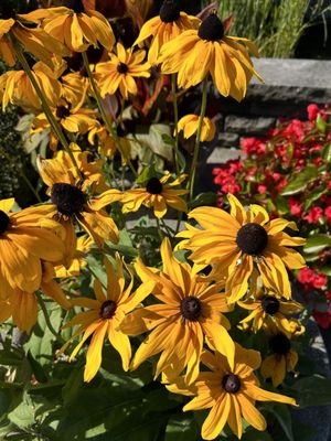 Floral Clock by null