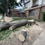 The Tree Surgeon