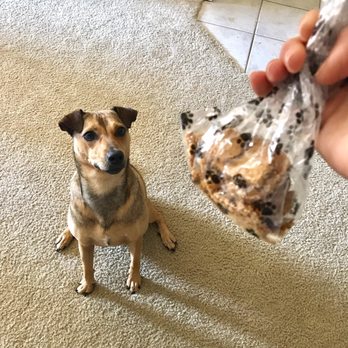 Downtown Dog Pet Stores 150 Laurens St Sw Aiken Sc Phone Number