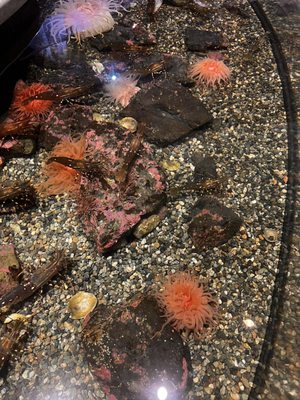 Alaska SeaLife Center by null