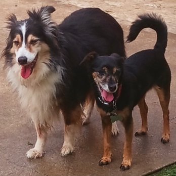 Pawsome Sitters - Pet Boarding Near Me - Palmetto, Florida