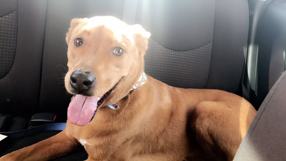 PGS PET GROOMING SALON 10 Reviews 5509 Central Ave NW, Albuquerque