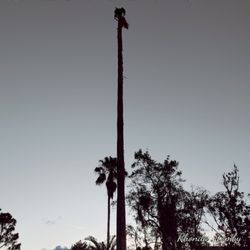 Mikey's Tree Service - After the lightning strike