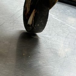 East Ridge at Cutler Bay - A ALBINO ROACH ON THE STOVE IVE NEVER SEEN ONE TILL I WORKED HERE THIS IS DISGUSTING SAVE UR GRANDPARENTS FROM THIS PLACE