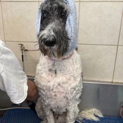 Comfort Corner Grooming