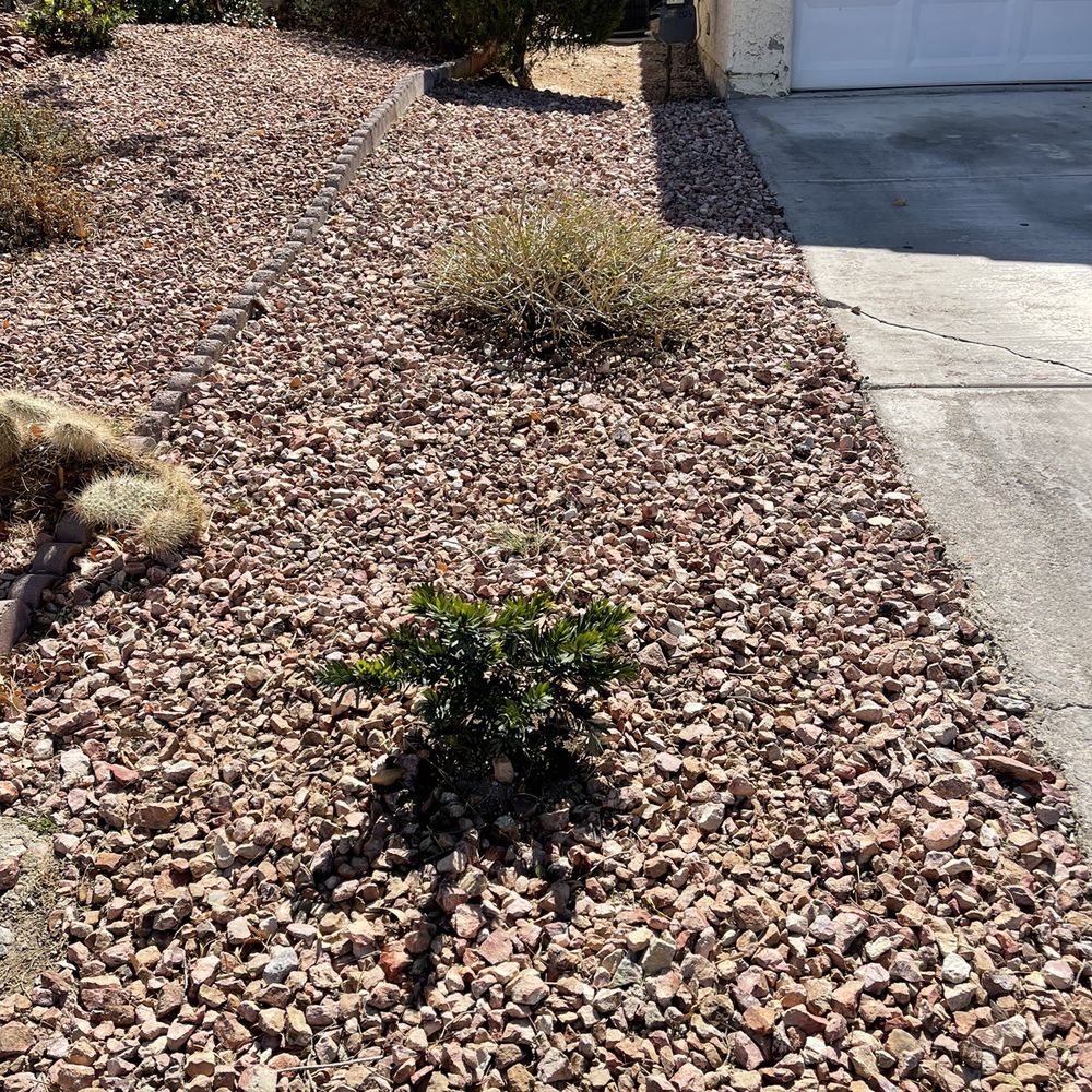 AAA Landscaping - No more dead or overgrown hedges. Lantana will grow in and start blooming soon. Looks so much better - Landscaping Near Me - Henderson, Nevada AAA Landscaping - No more dead or overgrown hedges. Lantana will grow in and start blooming soon. Looks so much better - Landscaping Near Me - Henderson, Nevada