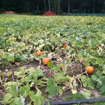 Dame Farm & Orchard - Pumpkin patch - Farmers Market Near Me - Johnston, Rhode Island