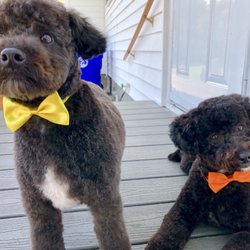 Pooch Paws To Go