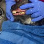 Holistic Pet Dental