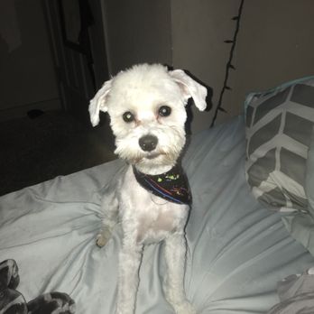 Lakeside Grooming - My handsome boy after the groomers! - Pet Groomers Near Me - Tallahassee, Florida Lakeside Grooming - My handsome boy after the groomers! - Pet Groomers Near Me - Tallahassee, Florida