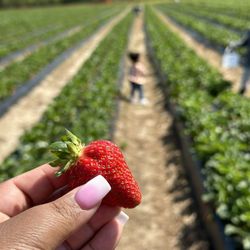 Browder's Fresh Pickin's
