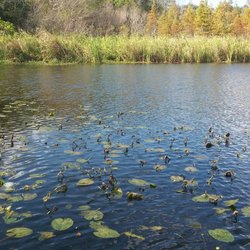 Water and lily pads