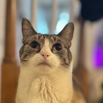 Somerset Paws and Purrs - Jasper - Pet Boarding Near Me Somerset Paws and Purrs - Jasper - Pet Boarding Near Me