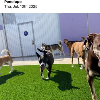 Dog Den - Pet Boarding Near Me - Anaheim, California