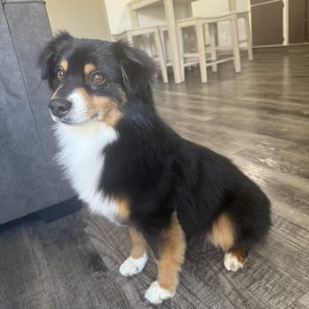 Vanity Dog Grooming - Pet Groomers Near Me - Corona, California Vanity Dog Grooming - Pet Groomers Near Me - Corona, California