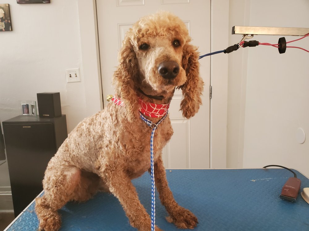 DOGGY STYLZ BY BECCA Updated October 2024 12 Photos Murfreesboro