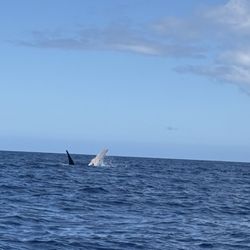Hawaiian Paddle Sports