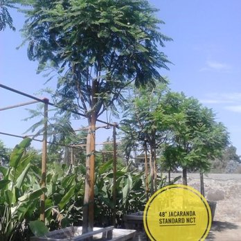 North County Trees - 40 inch box Jacaranda - Nurseries & Gardening Near Me