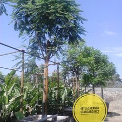 North County Trees - 40 inch box Jacaranda