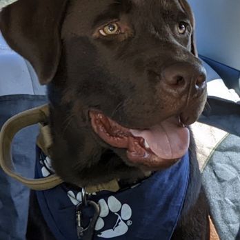 Heather Hollow Labs - Brody 6 months - Pet Breeders Near Me - Hardwick, Vermont
