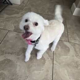 Happy pup Happy pup