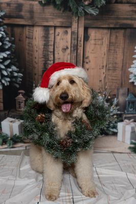 Pet portraits - Pet Portrait Session featuring Maple, Maverick, Winnie, and Rory — a fun and heartwarming collection capturing each pup’s unique personality. From playful moments to calm, expressive portraits, this session highlights the special bond we share with our four-legged family members. 🐾
