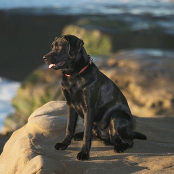 Keane Studios - Black lab at the beach - Session Photography Near Me - San Diego, California Keane Studios - Black lab at the beach - Session Photography Near Me - San Diego, California