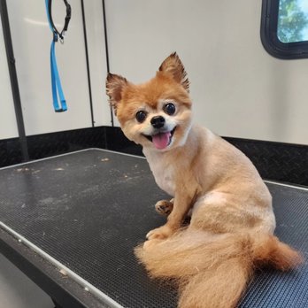 Pawsome Luxuries - Pet Groomers Near Me Pawsome Luxuries - Pet Groomers Near Me