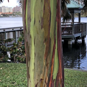 Lake Walk - Pelican Lake - Eucalyptus tree - Hiking Near Me - Juno Beach, Florida Lake Walk - Pelican Lake - Eucalyptus tree - Hiking Near Me - Juno Beach, Florida