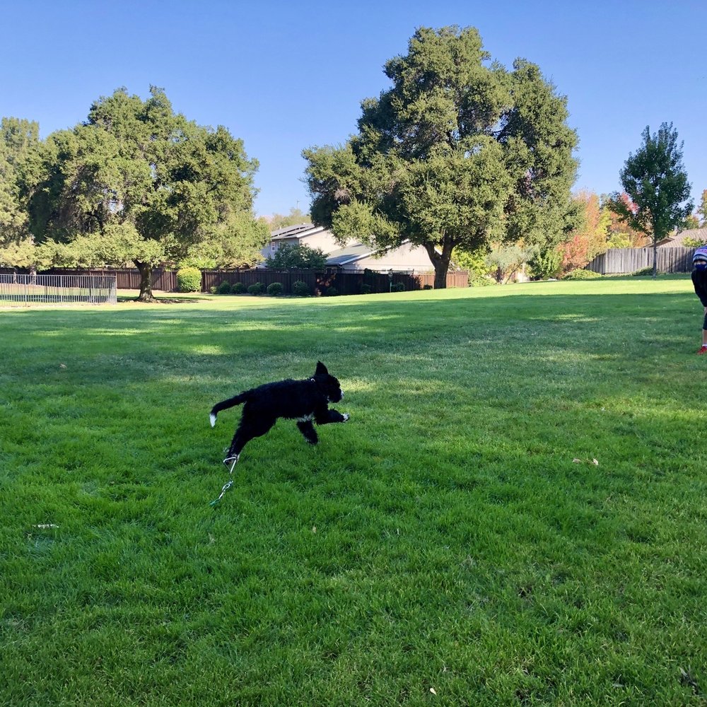 Pawsitive Interaction Dog Obedience - Practicing the distance 'come' command, off leash - Pet Training Near Me - Pleasanton, California Pawsitive Interaction Dog Obedience - Practicing the distance 'come' command, off leash - Pet Training Near Me - Pleasanton, California