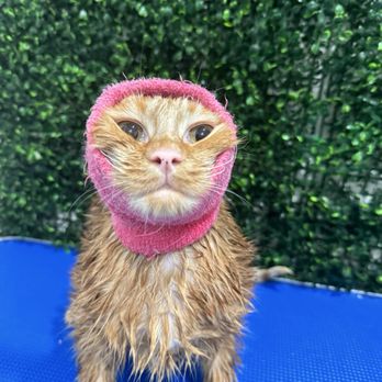 Cat Grooming Specialist - My cat with a head cover while his hair is being dried (they have box driers as well) - Pet Groomers Near Me - Los Angeles, California