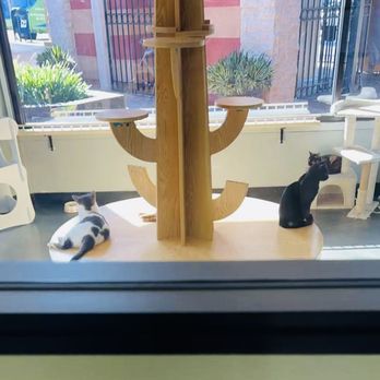 Miko's Pet Supplies - Watching my cat friends at Meow Tea - Pet Stores Near Me - West Covina, California Miko's Pet Supplies - Watching my cat friends at Meow Tea - Pet Stores Near Me - West Covina, California