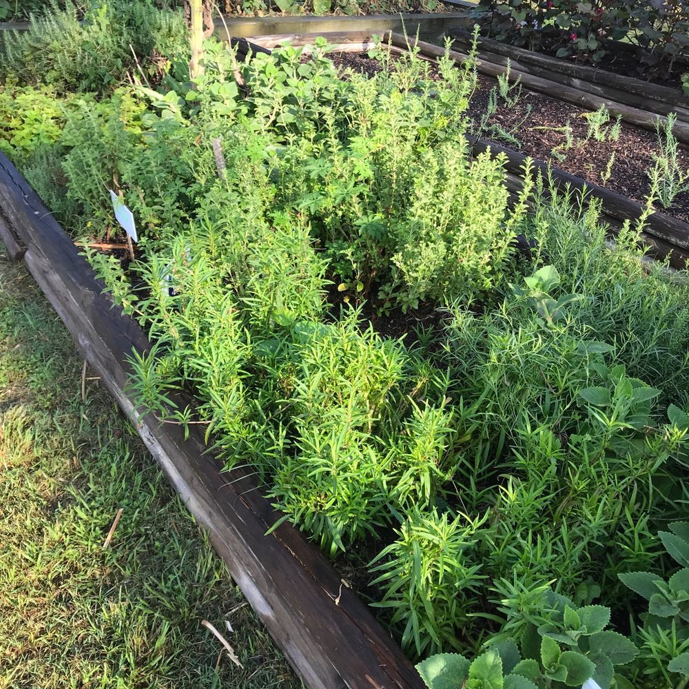 Seeding Galveston - Herbs - Community Gardens Near Me - Galveston, Texas Seeding Galveston - Herbs - Community Gardens Near Me - Galveston, Texas