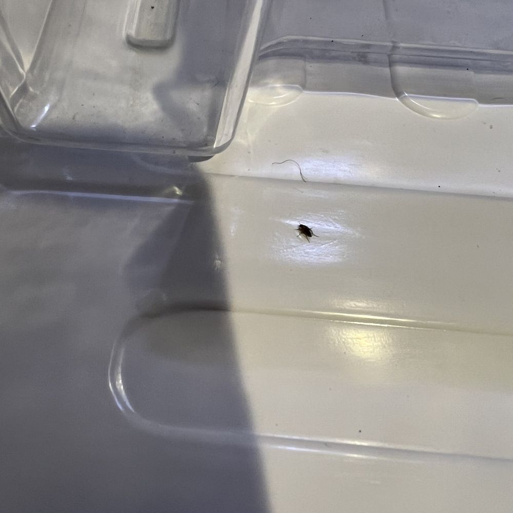 Home2 Suites by Hilton Florence, SC - Insect in the fridge - Hotels Near Me - Florence, South Carolina Home2 Suites by Hilton Florence, SC - Insect in the fridge - Hotels Near Me - Florence, South Carolina