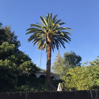 Salvador Tree Service - After the trim - Tree Services Near Me Salvador Tree Service - After the trim - Tree Services Near Me