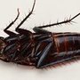 Photo of Ant Mary's Pest Control