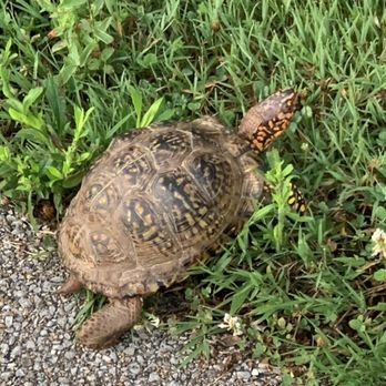 Heritage Greenway Bridge and Trail - I often see turtles along the trail in the summer months. - Parks Near Me - Saint Charles, Missouri Heritage Greenway Bridge and Trail - I often see turtles along the trail in the summer months. - Parks Near Me - Saint Charles, Missouri