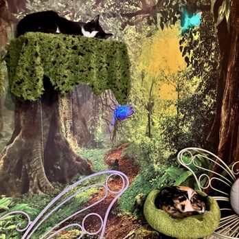 Cats & Crystals - Pet Adoption Near Me - Oceanside, California