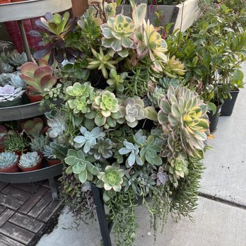 Tansy - Home Decor Near Me - Burbank, California