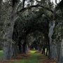 Photo of The Avenue of The Oaks