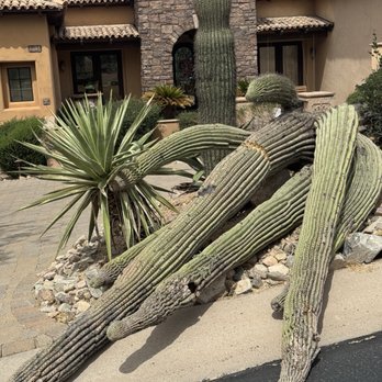Tree Trimming - Tree Services Near Me - Tempe, Arizona