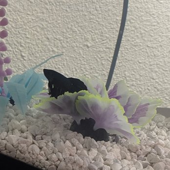 Fintique - Taking a rest - Pet Stores Near Me - San Antonio, Texas