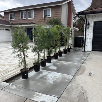 J R Demolition & Hauling - Post the cut - prep to plant the privacy hedge - Demolition Services Near Me J R Demolition & Hauling - Post the cut - prep to plant the privacy hedge - Demolition Services Near Me